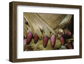 Phyllostachys Pubescens (Moso Bamboo) - Young Roots-Paul Starosta-Framed Photographic Print