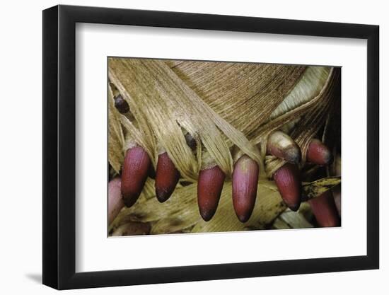 Phyllostachys Pubescens (Moso Bamboo) - Young Roots-Paul Starosta-Framed Photographic Print