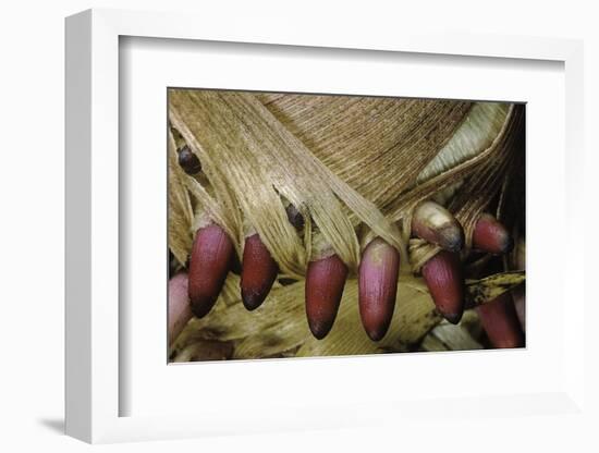 Phyllostachys Pubescens (Moso Bamboo) - Young Roots-Paul Starosta-Framed Photographic Print