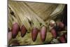Phyllostachys Pubescens (Moso Bamboo) - Young Roots-Paul Starosta-Mounted Photographic Print