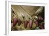 Phyllostachys Pubescens (Moso Bamboo) - Young Roots-Paul Starosta-Framed Photographic Print