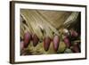 Phyllostachys Pubescens (Moso Bamboo) - Young Roots-Paul Starosta-Framed Photographic Print