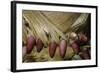 Phyllostachys Pubescens (Moso Bamboo) - Young Roots-Paul Starosta-Framed Photographic Print