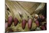 Phyllostachys Pubescens (Moso Bamboo) - Young Roots-Paul Starosta-Mounted Photographic Print