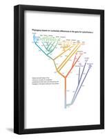 Phylogeny Based on Differences in the Protein Sequence of Cytochrome C in Organisms-Encyclopaedia Britannica-Framed Poster