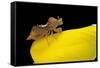 Phymata Crassipes (Assassin Bug, Thread-Legged Bug)-Paul Starosta-Framed Stretched Canvas