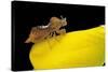 Phymata Crassipes (Assassin Bug, Thread-Legged Bug)-Paul Starosta-Stretched Canvas