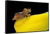 Phymata Crassipes (Assassin Bug, Thread-Legged Bug)-Paul Starosta-Framed Stretched Canvas