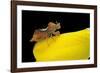 Phymata Crassipes (Assassin Bug, Thread-Legged Bug)-Paul Starosta-Framed Photographic Print