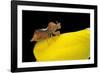 Phymata Crassipes (Assassin Bug, Thread-Legged Bug)-Paul Starosta-Framed Photographic Print