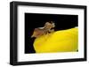 Phymata Crassipes (Assassin Bug, Thread-Legged Bug)-Paul Starosta-Framed Photographic Print