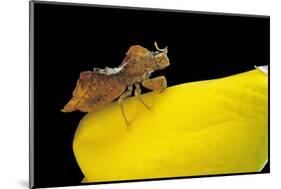 Phymata Crassipes (Assassin Bug, Thread-Legged Bug)-Paul Starosta-Mounted Photographic Print