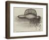 Physalia, or Portuguese Man-Of-War, Lately Found on the South Coast of England-null-Framed Giclee Print