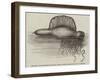 Physalia, or Portuguese Man-Of-War, Lately Found on the South Coast of England-null-Framed Giclee Print