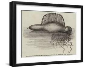 Physalia, or Portuguese Man-Of-War, Lately Found on the South Coast of England-null-Framed Giclee Print