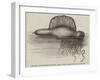 Physalia, or Portuguese Man-Of-War, Lately Found on the South Coast of England-null-Framed Giclee Print