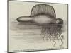 Physalia, or Portuguese Man-Of-War, Lately Found on the South Coast of England-null-Mounted Giclee Print