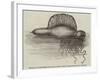 Physalia, or Portuguese Man-Of-War, Lately Found on the South Coast of England-null-Framed Giclee Print