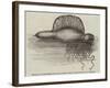 Physalia, or Portuguese Man-Of-War, Lately Found on the South Coast of England-null-Framed Giclee Print