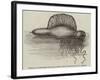 Physalia, or Portuguese Man-Of-War, Lately Found on the South Coast of England-null-Framed Giclee Print