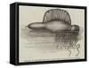 Physalia, or Portuguese Man-Of-War, Lately Found on the South Coast of England-null-Framed Stretched Canvas