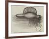 Physalia, or Portuguese Man-Of-War, Lately Found on the South Coast of England-null-Framed Giclee Print