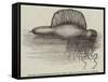 Physalia, or Portuguese Man-Of-War, Lately Found on the South Coast of England-null-Framed Stretched Canvas