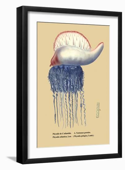 Physalie de l'Atlantide-null-Framed Art Print