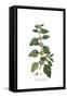 Physalis Somnifera, Flora Graeca-Ferdinand Bauer-Framed Stretched Canvas