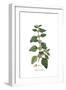 Physalis Somnifera, Flora Graeca-Ferdinand Bauer-Framed Giclee Print