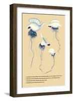 Physalle de l'Ocean Pacifique Austral-null-Framed Art Print