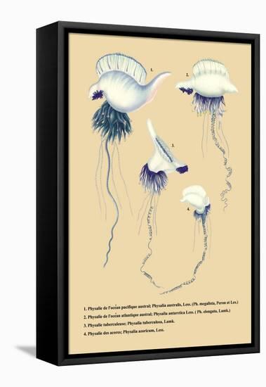 Physalle de l'Ocean Pacifique Austral-null-Framed Stretched Canvas
