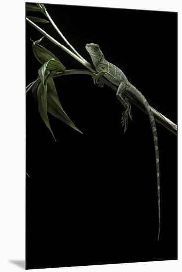 Physignathus Coccinus (Asian Water Dragon)-Paul Starosta-Mounted Premium Photographic Print