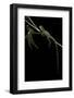 Physignathus Coccinus (Asian Water Dragon)-Paul Starosta-Framed Photographic Print