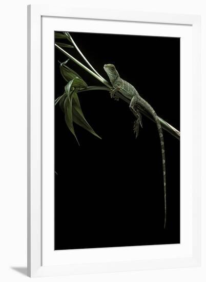 Physignathus Coccinus (Asian Water Dragon)-Paul Starosta-Framed Photographic Print