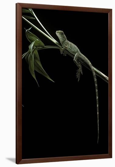 Physignathus Coccinus (Asian Water Dragon)-Paul Starosta-Framed Photographic Print