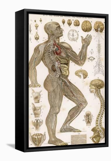 Physiological Diagram of the Brain Nerves and Organ of the Voice-null-Framed Stretched Canvas