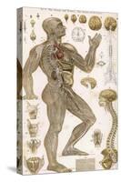 Physiological Diagram of the Brain Nerves and Organ of the Voice-null-Stretched Canvas