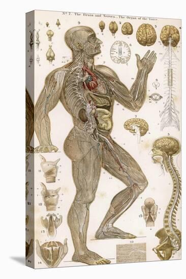 Physiological Diagram of the Brain Nerves and Organ of the Voice-null-Stretched Canvas