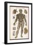 Physiological Diagram of the Lymphatic System-null-Framed Photographic Print