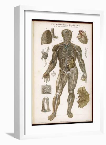 Physiological Diagram of the Lymphatic System-null-Framed Photographic Print