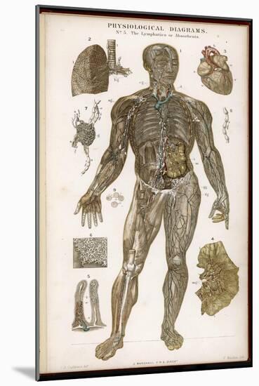 Physiological Diagram of the Lymphatic System-null-Mounted Photographic Print