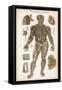 Physiological Diagram of the Lymphatic System-null-Framed Stretched Canvas