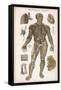 Physiological Diagram of the Lymphatic System-null-Framed Stretched Canvas