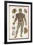 Physiological Diagram of the Lymphatic System-null-Framed Photographic Print