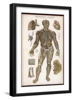 Physiological Diagram of the Lymphatic System-null-Framed Premium Photographic Print