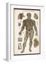 Physiological Diagram of the Lymphatic System-null-Framed Premium Photographic Print