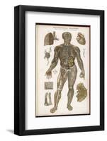 Physiological Diagram of the Lymphatic System-null-Framed Photographic Print