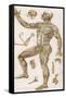 Physiological Diagram of the Muscles Joints and Animal Mechanics of the Human Body-null-Framed Stretched Canvas