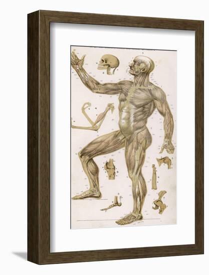 Physiological Diagram of the Muscles Joints and Animal Mechanics of the Human Body-null-Framed Photographic Print